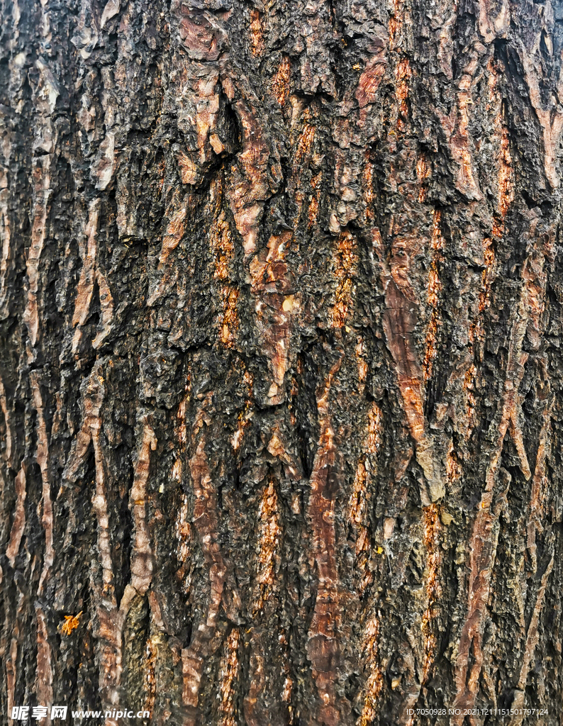树皮纹理背景