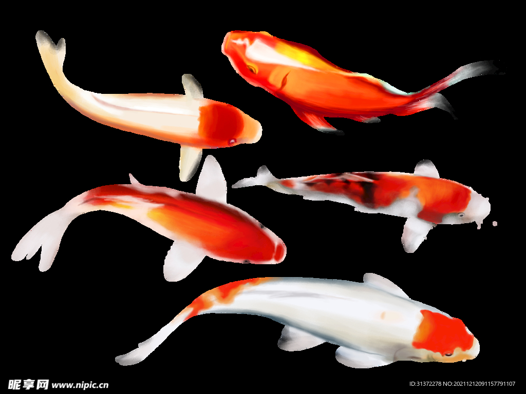 锦鲤元素图片