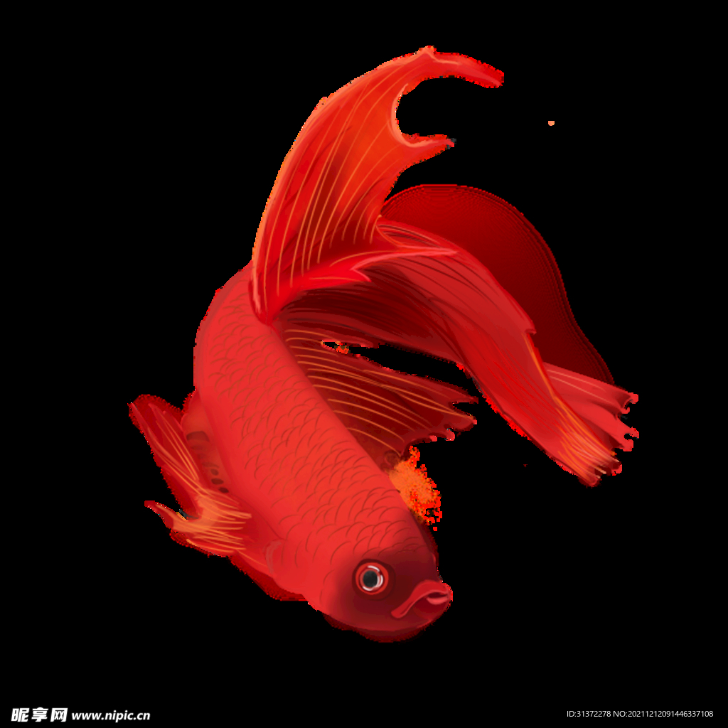  锦鲤元素图片