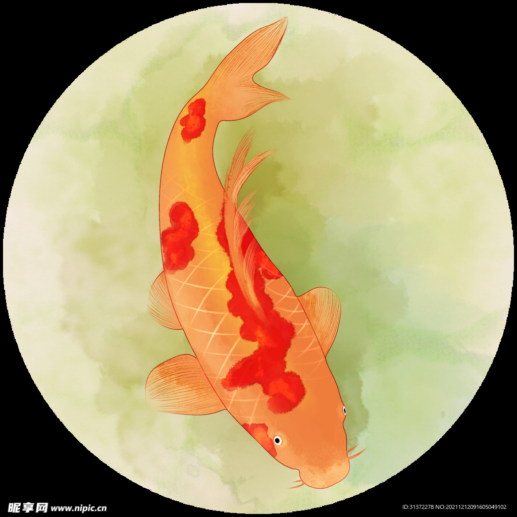 锦鲤元素图片