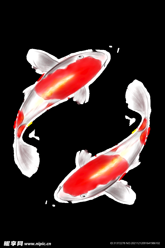 锦鲤元素图片