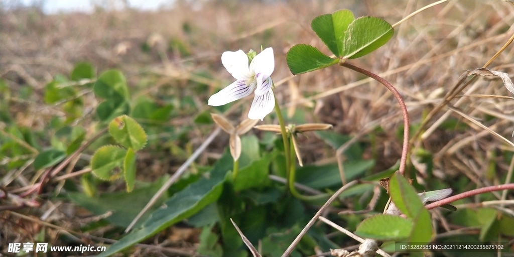 紫花地丁图片