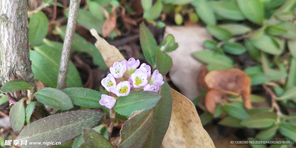 蓼子草花图片
