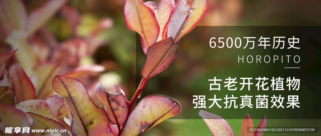 霍罗皮托