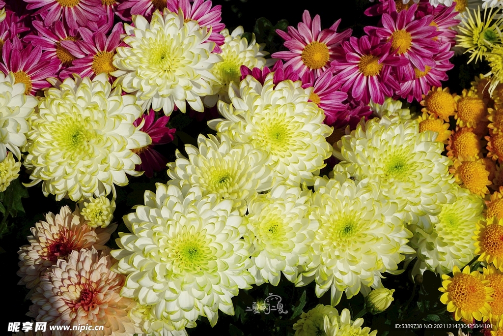 菊花