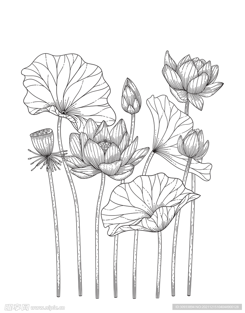 莲花线稿