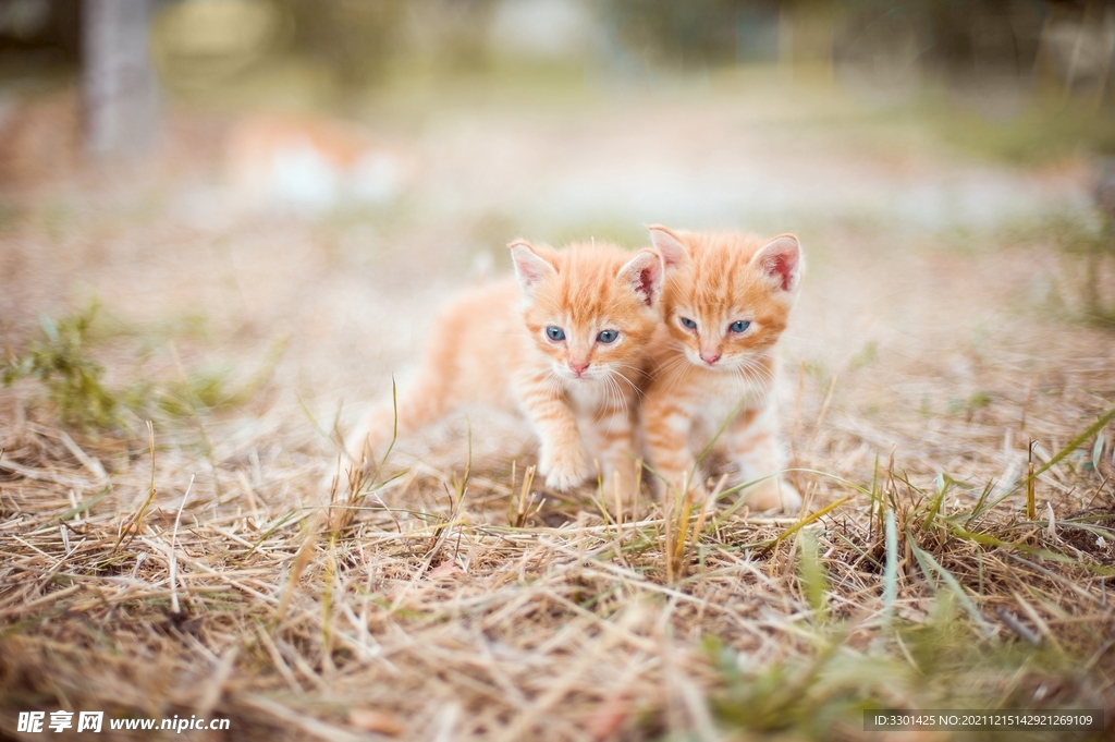 草地两只小猫