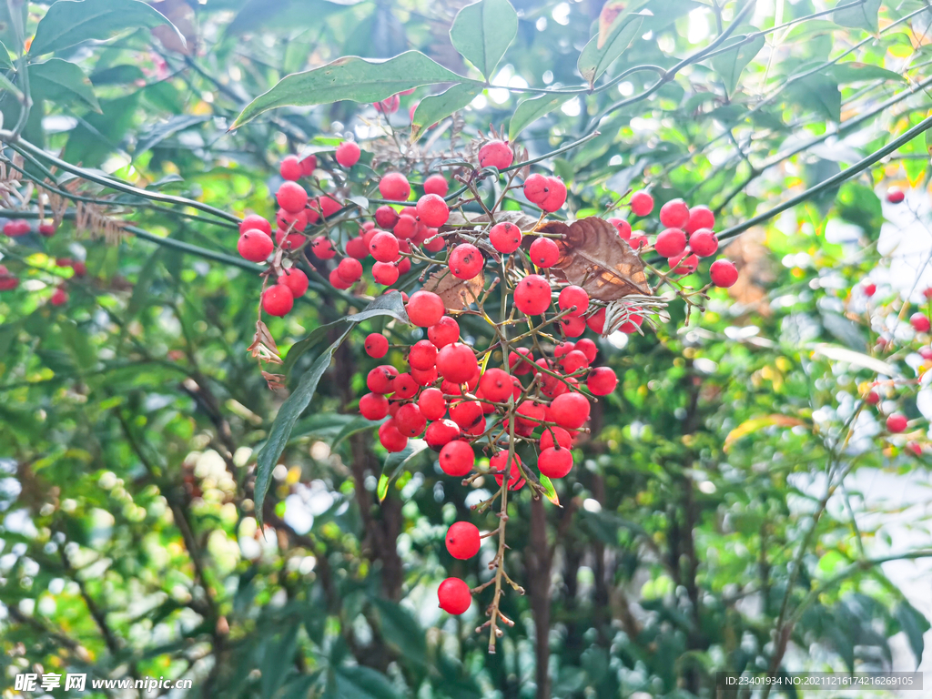 红色南天竹果实