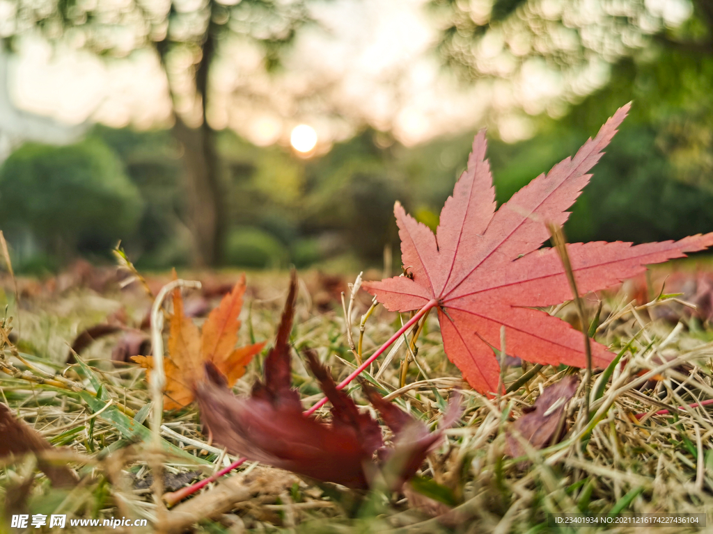 秋天的红色枫叶