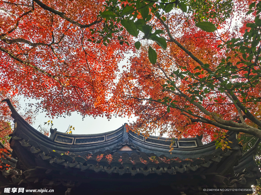 红色枫叶和中式建筑屋檐