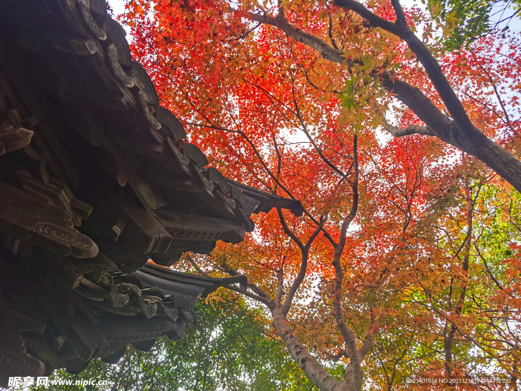 红色枫叶和中式建筑屋檐
