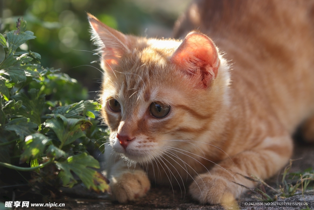 猫