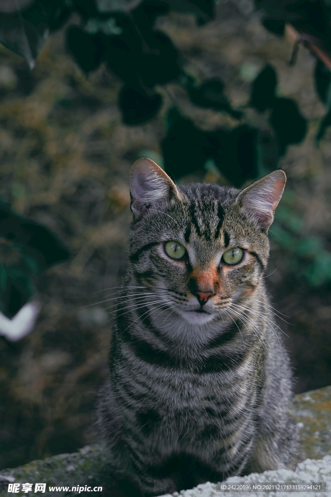 猫