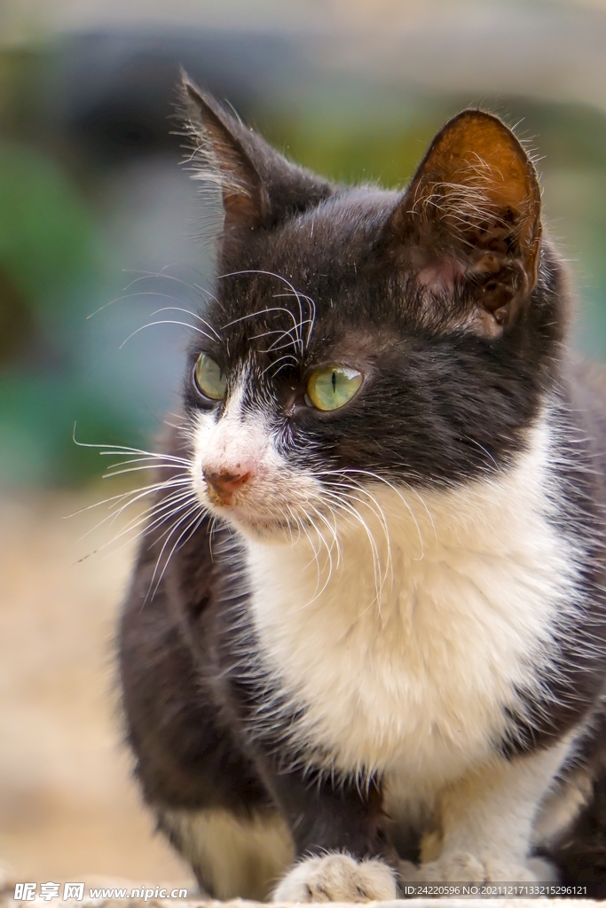 猫