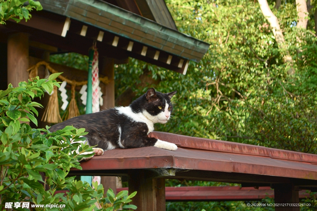 猫