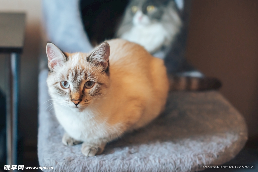 猫