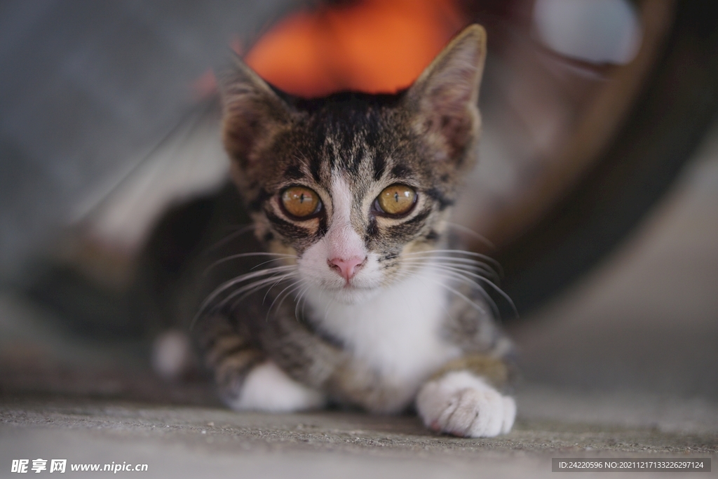 猫