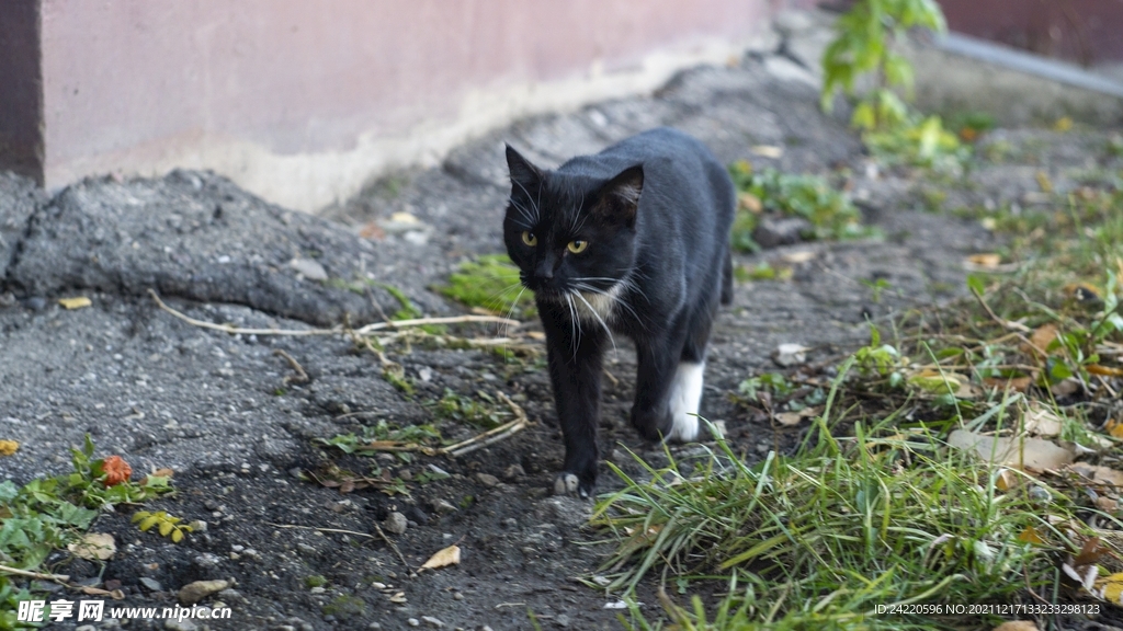 猫