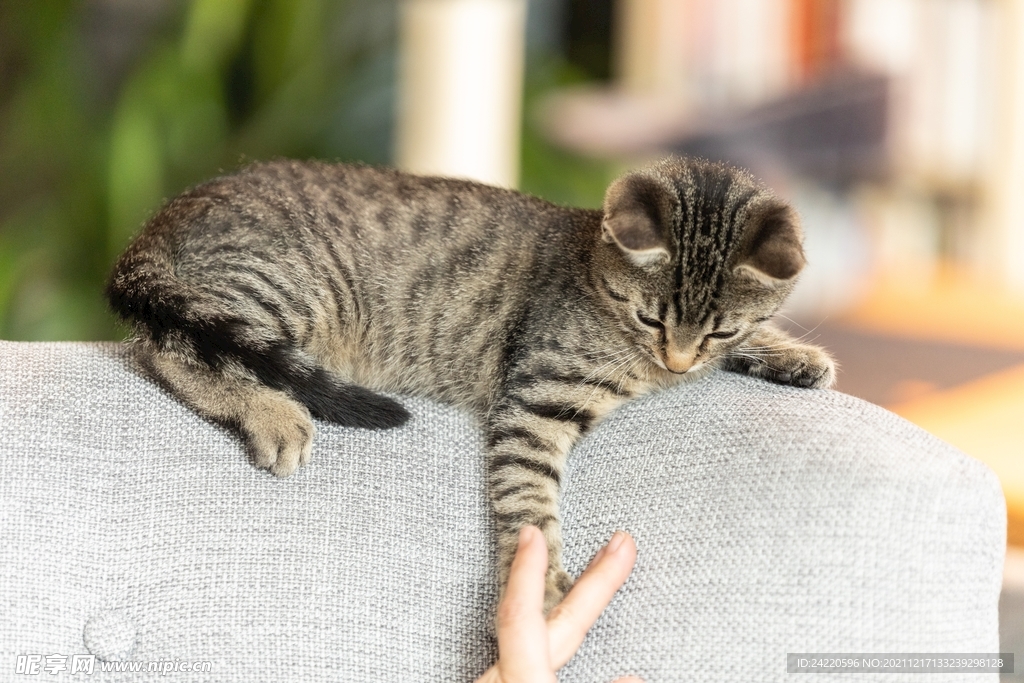 猫