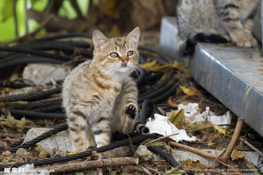猫