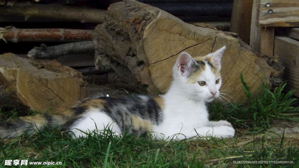 猫