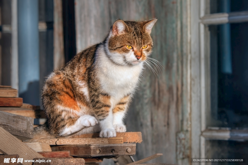猫