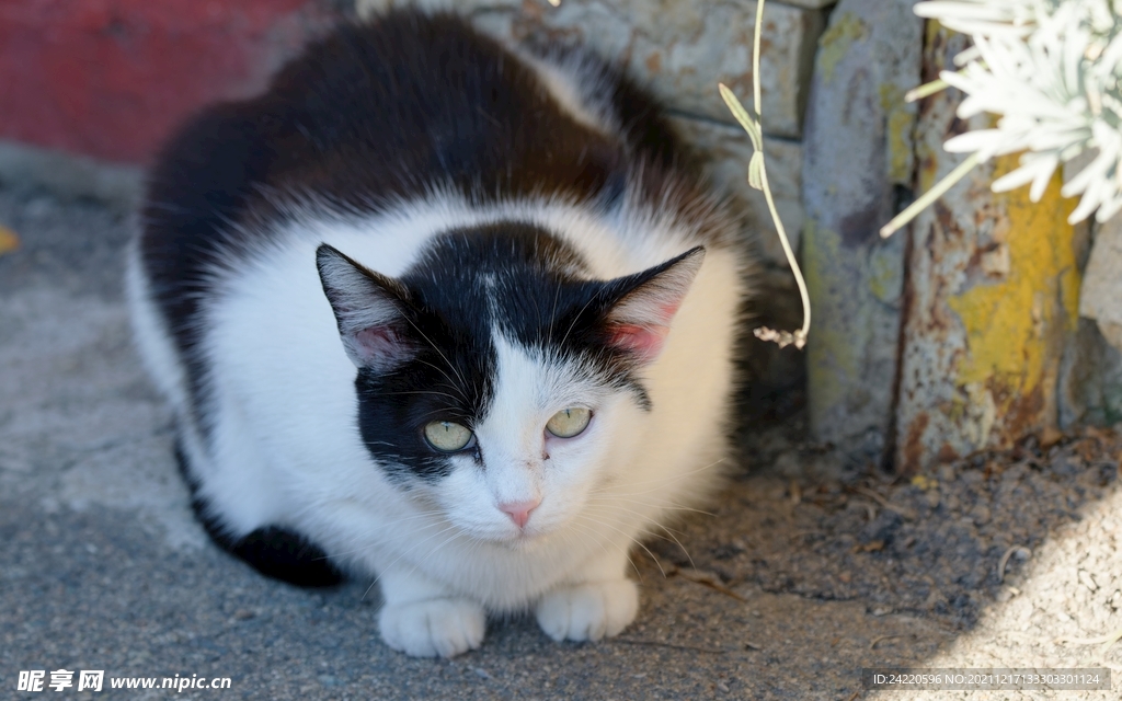 猫