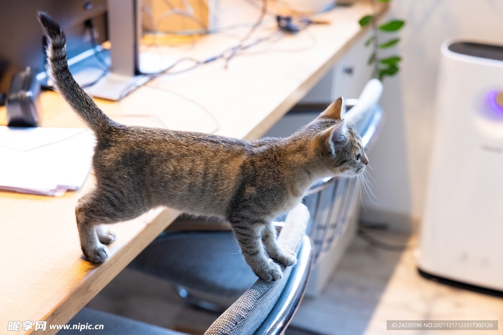 猫