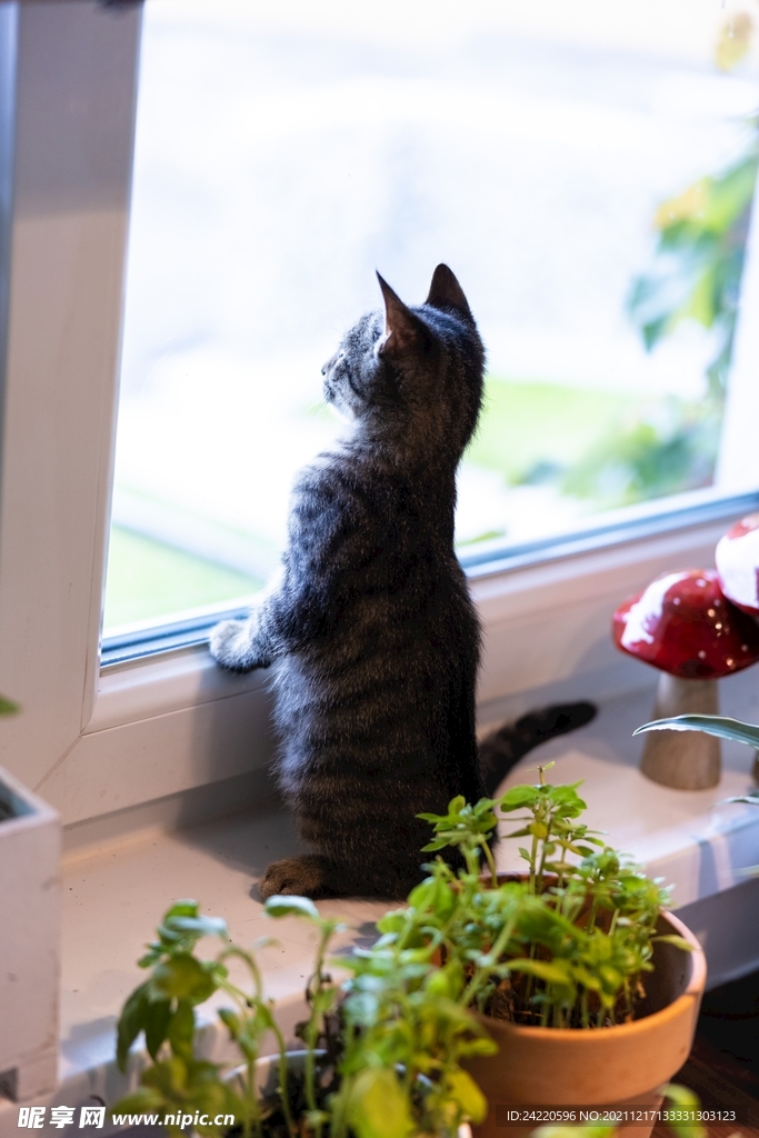 猫