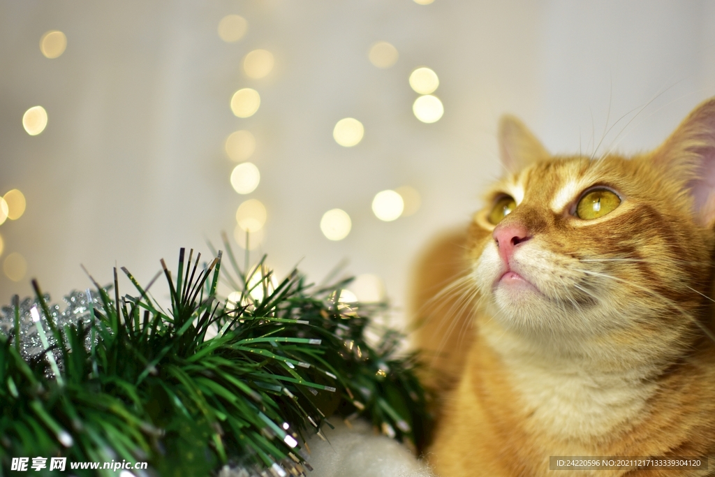 猫