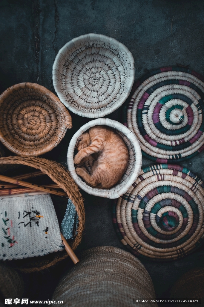 猫