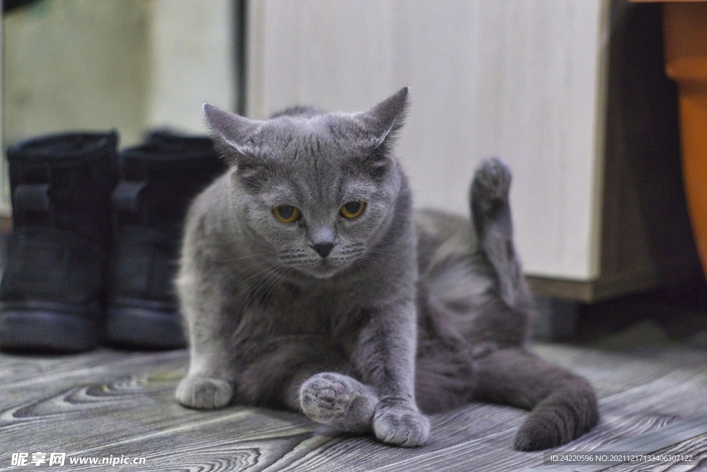 猫