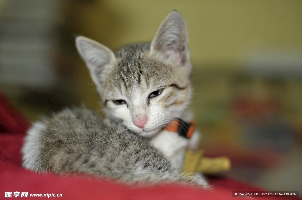 猫