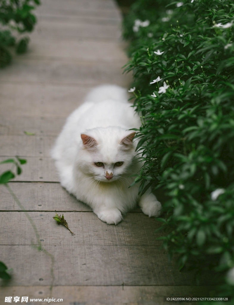 猫