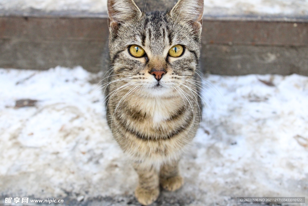 猫