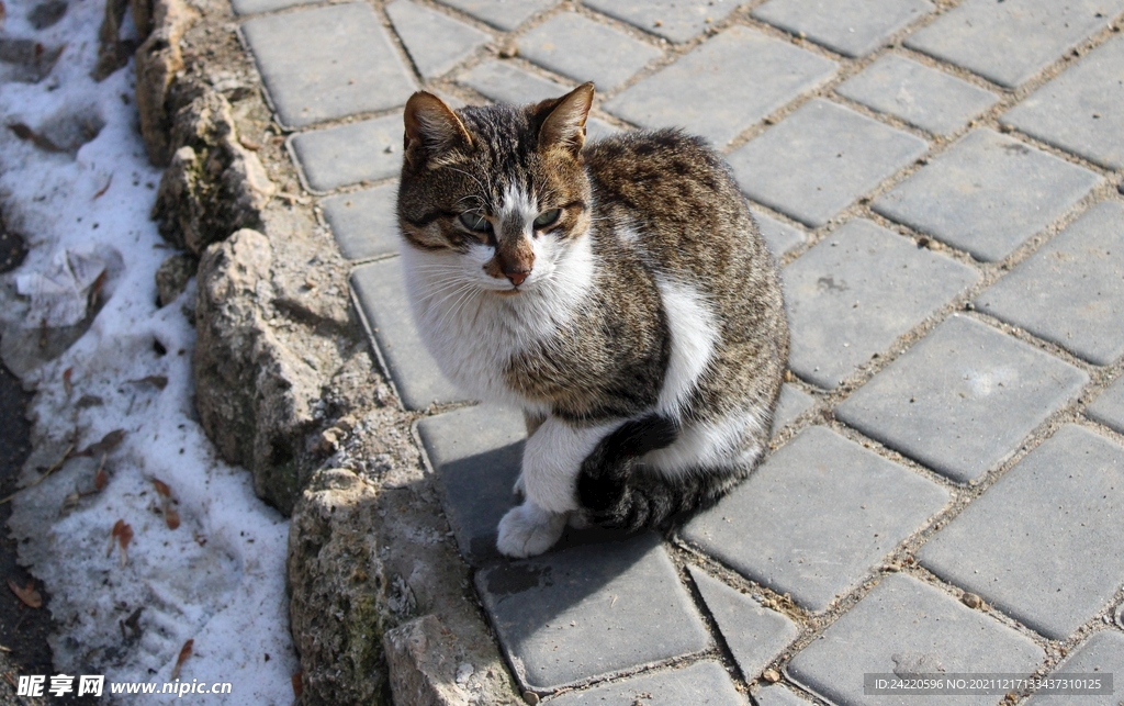 猫