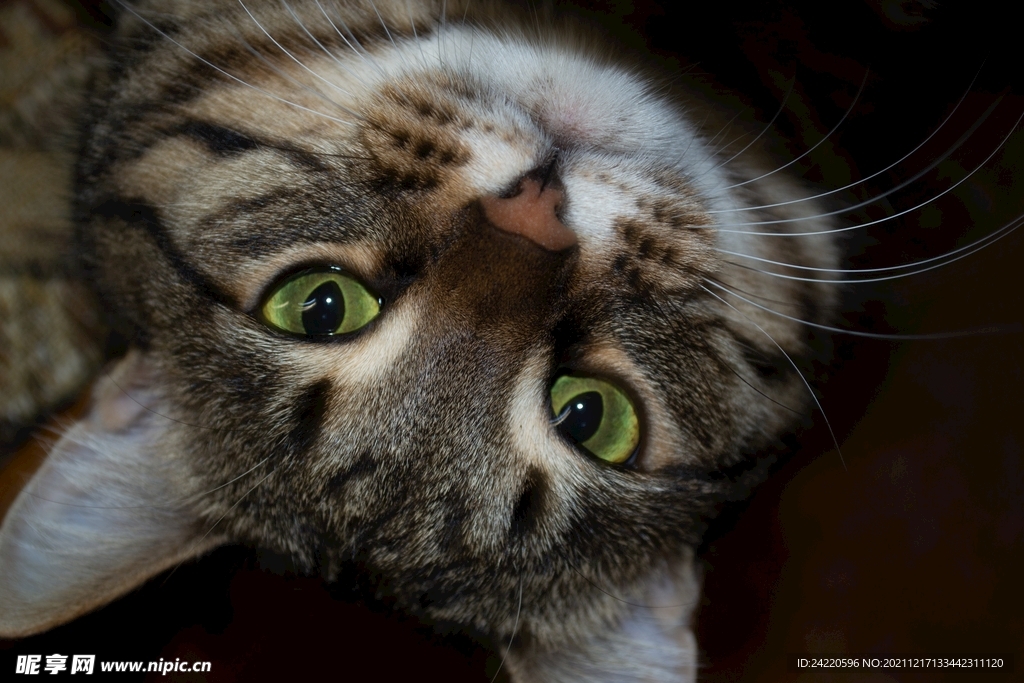 猫