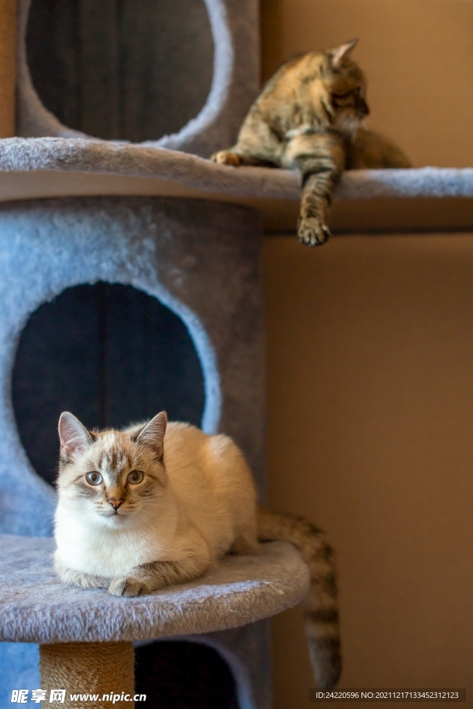猫