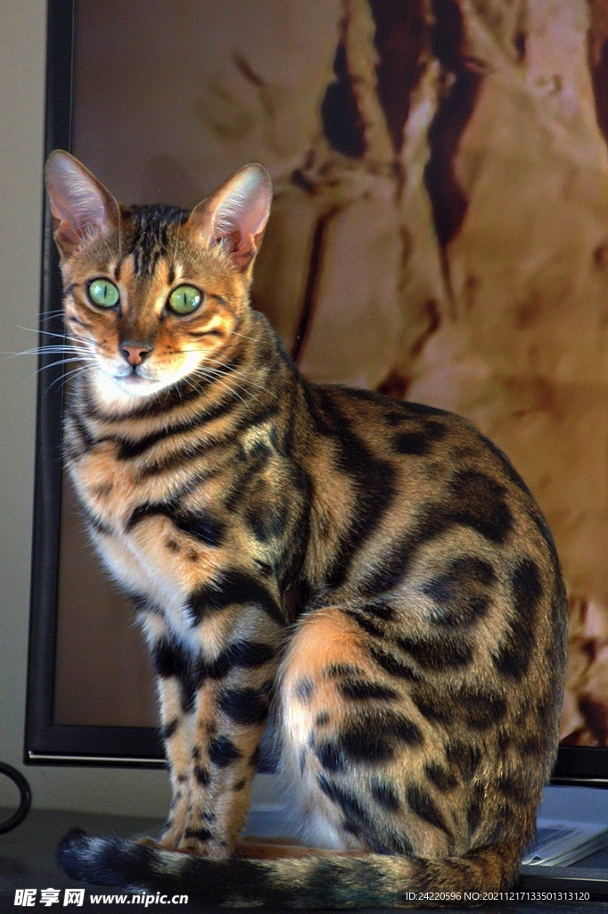 猫
