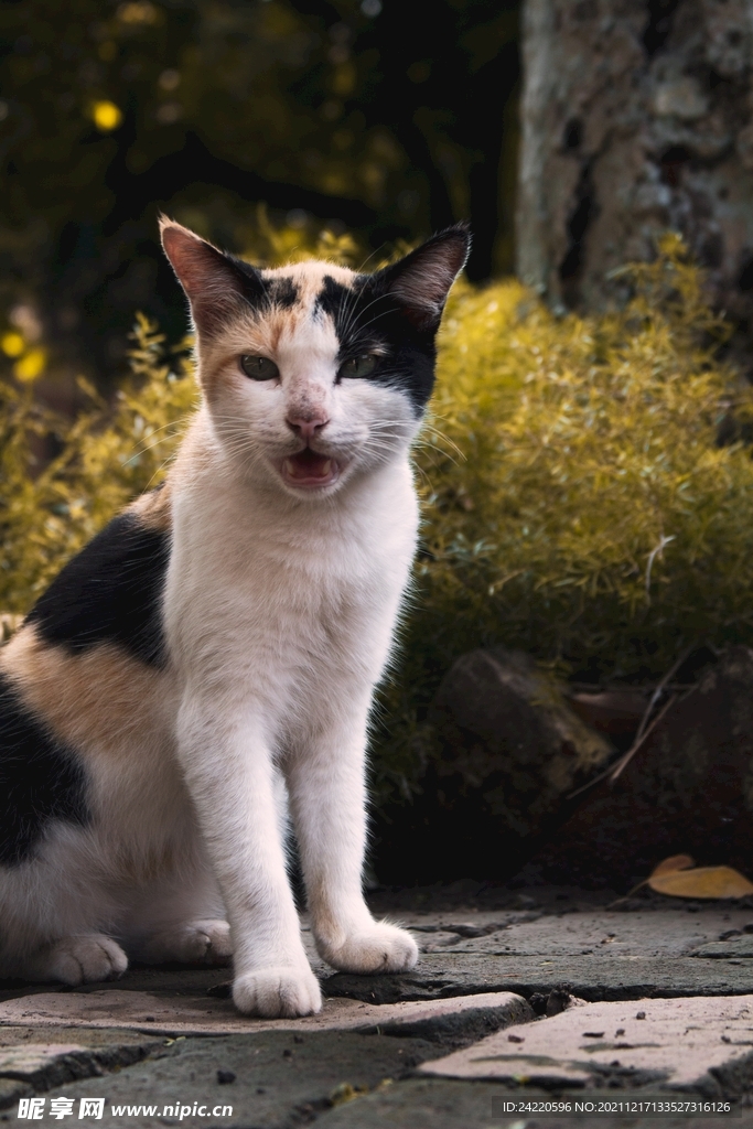 猫