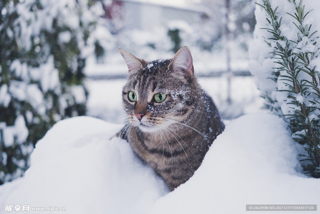 猫