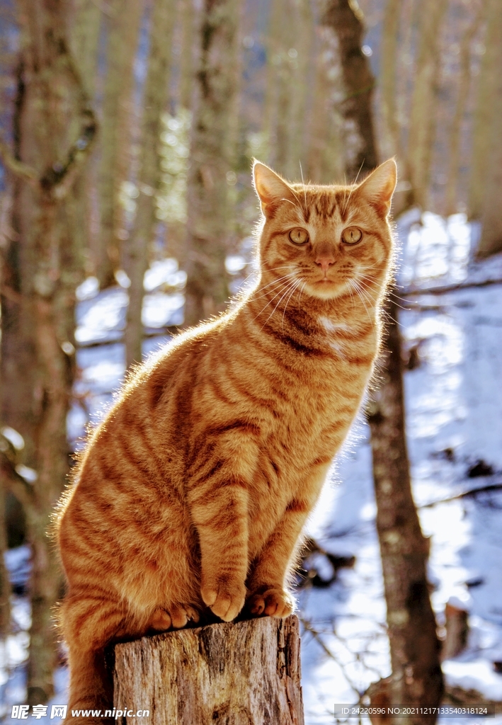 猫