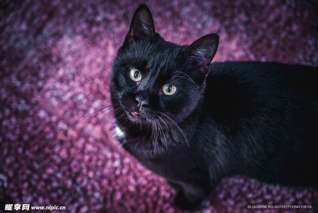 猫