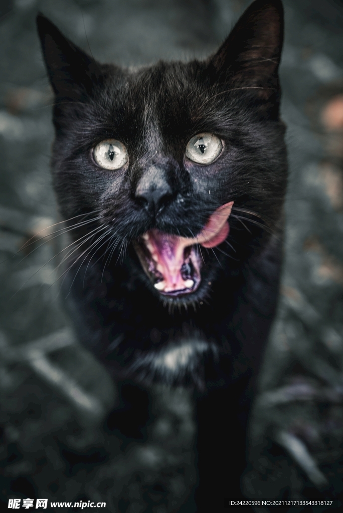 猫