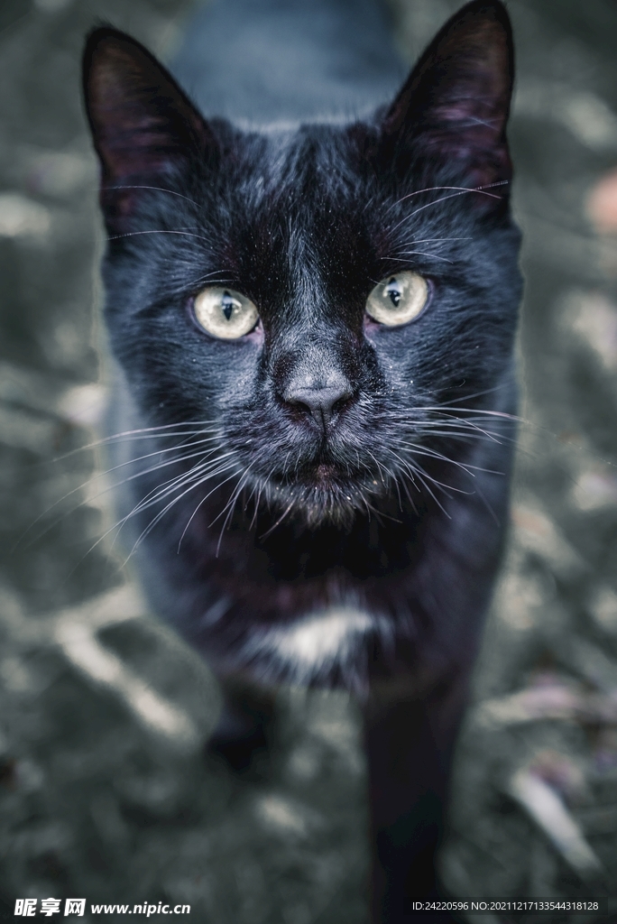 猫