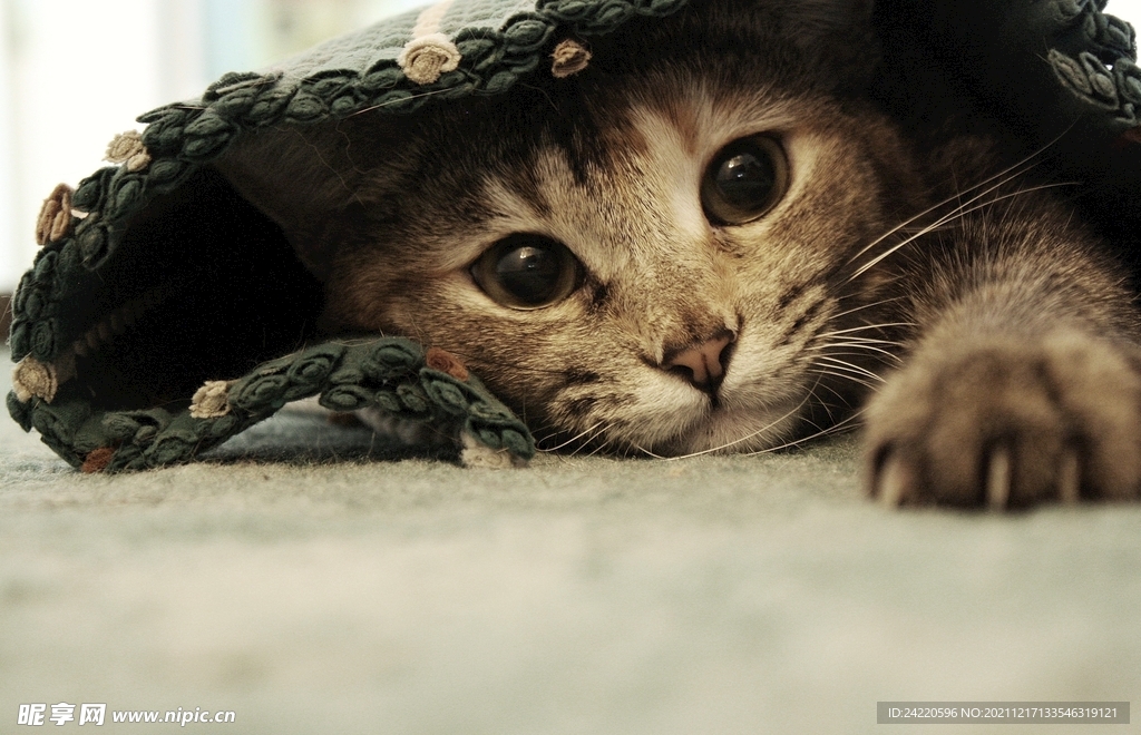 猫