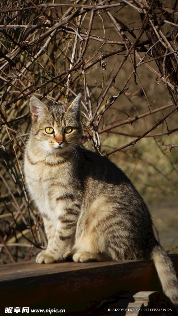 猫