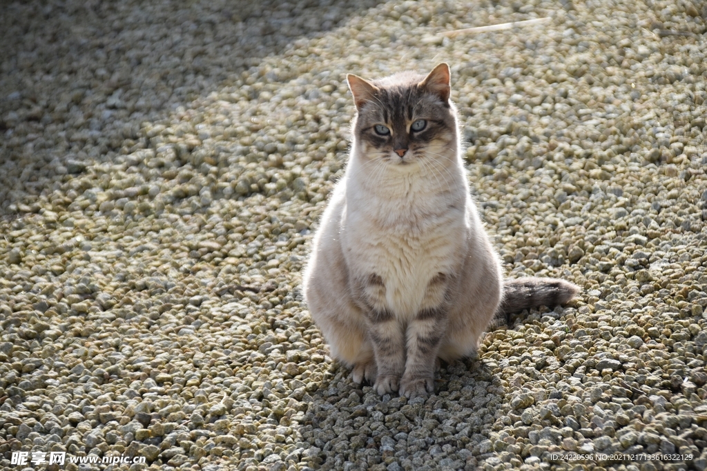 猫