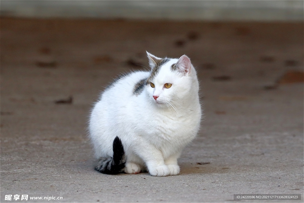 猫