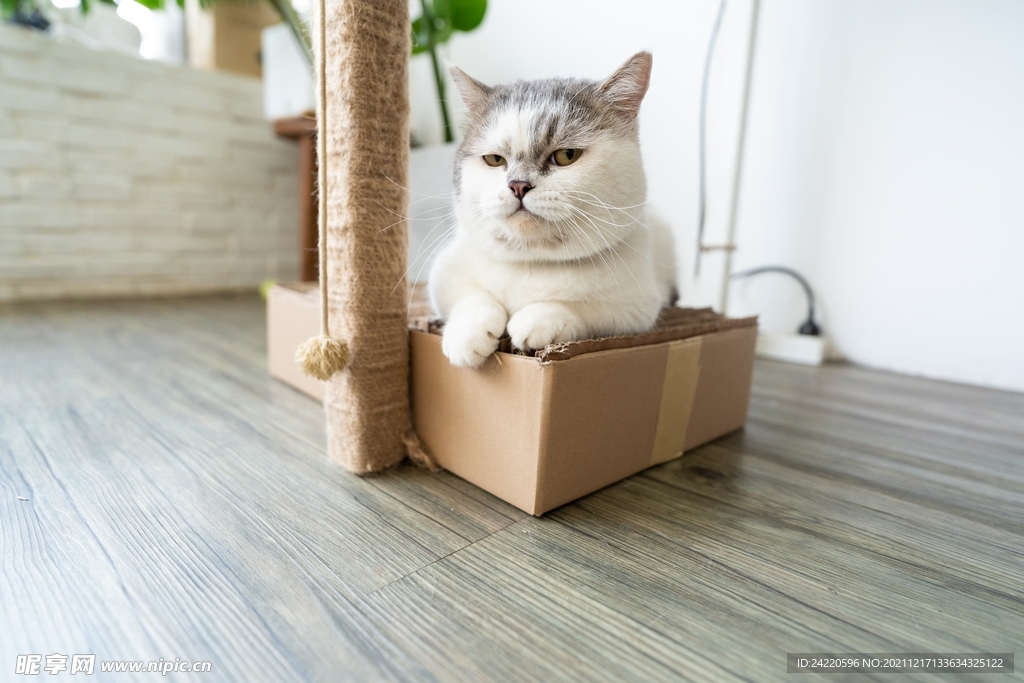 猫